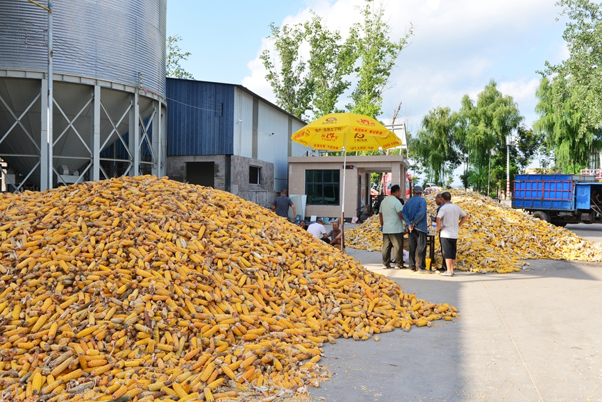 当地的合作社里，农民将收获的玉米棒和玉米粒送来售卖。宋乐义摄