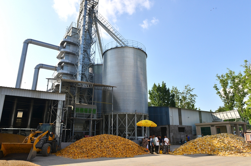 合作社院内，大型烘干设备正在满负荷运转。宋乐义摄