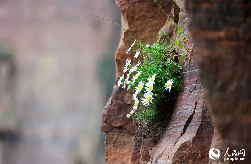 太行菊。人民网记者 王佩摄
