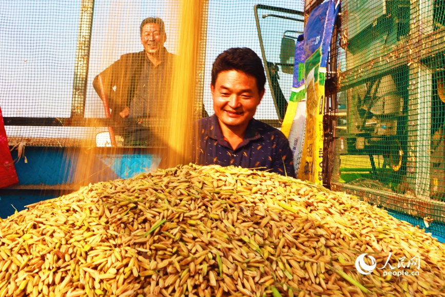 旱稻试种成功。人民网记者 辛静摄
