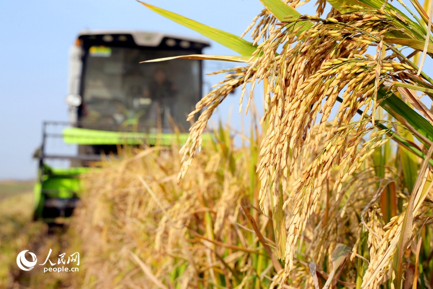 收割机正在收获旱稻。 人民网记者 辛静摄