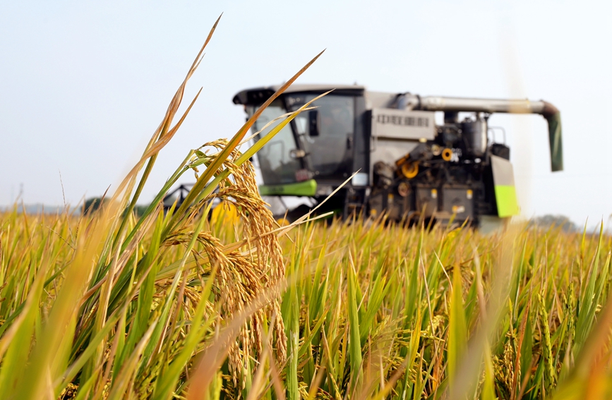 收割机正在收获旱稻。申鸿皓摄