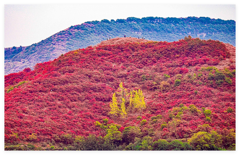 汝州第七届红叶观赏季启幕！
