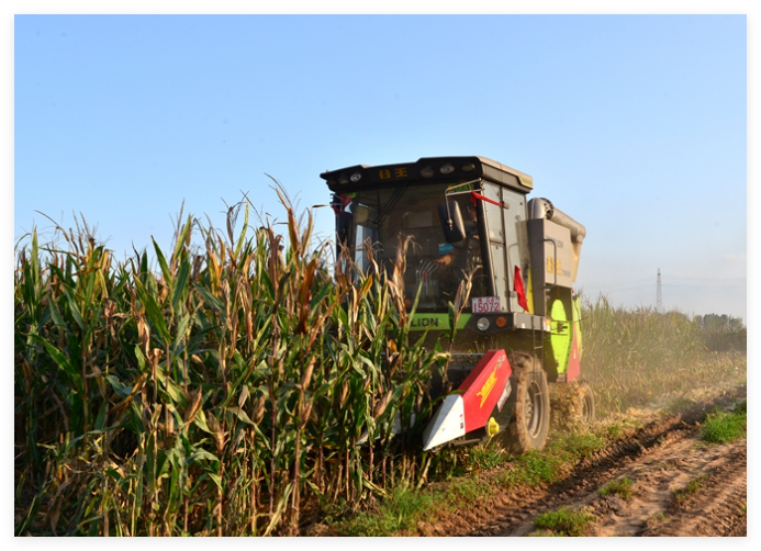 汝州：秋收进行时