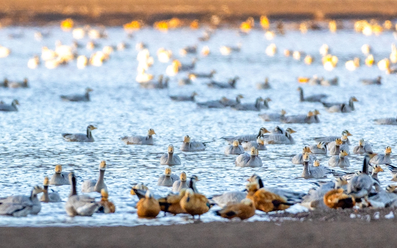 西藏林周迎来大批越冬候鸟