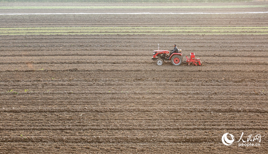 封丘县城关乡石庄村村民正在播种冬小麦。人民网记者 宋芳鑫摄