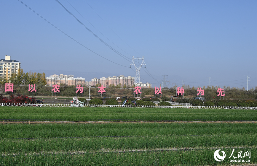 济源绿荫种业种苗基地。人民网记者 王玉兴摄