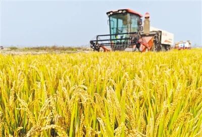 湛河区：“三链融合”绘就和美乡村新图景