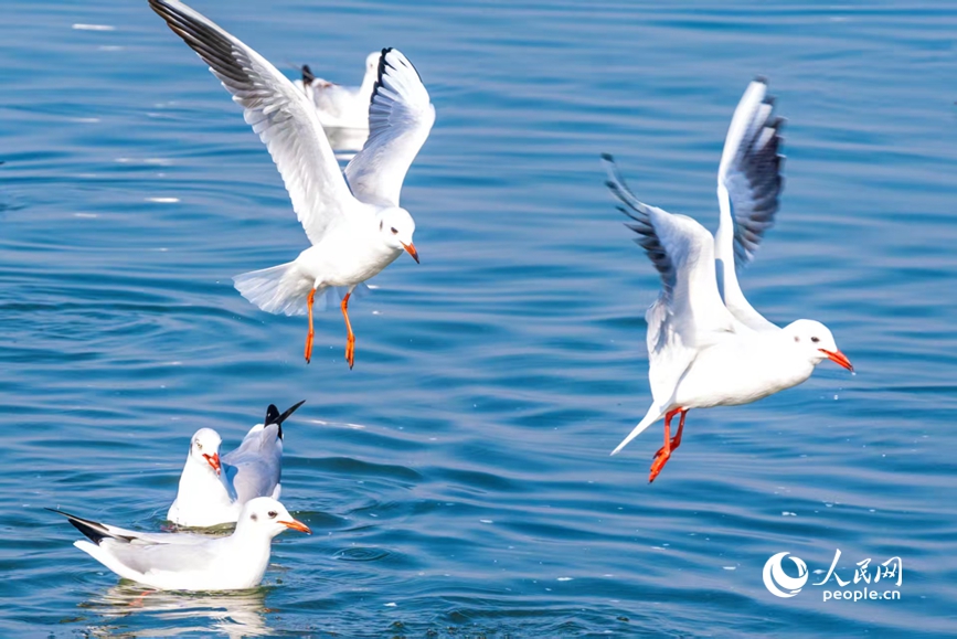 红嘴鸥在湖面嬉戏。人民网 程明辉摄