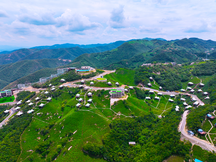 茶山风光好。信阳浉河区委宣传部供图