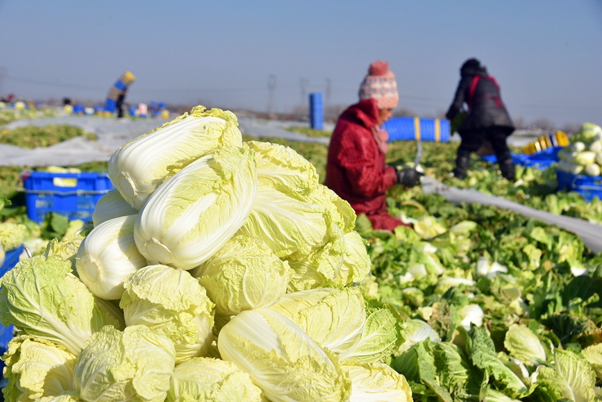 工人们正在采收娃娃菜。 申鸿皓摄