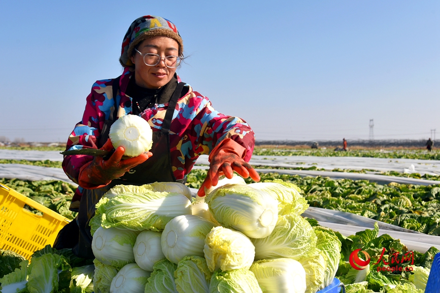 工人将采收的娃娃菜码放整齐。 人民网记者 辛静摄
