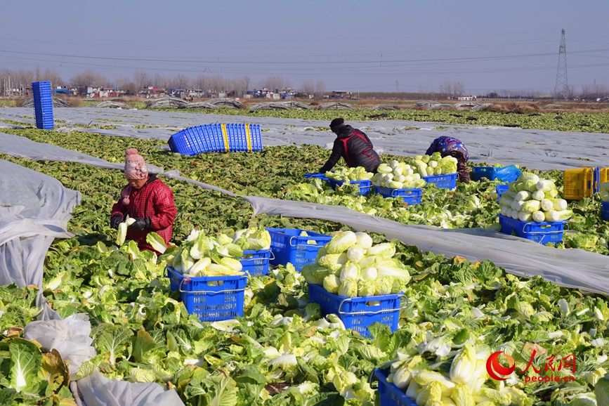 工人正在采摘娃娃菜。人民网记者 辛静摄