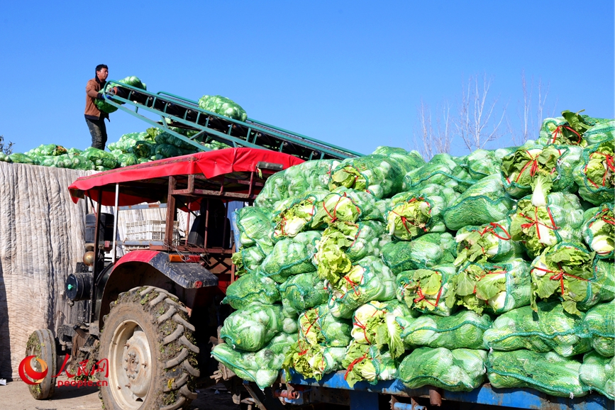 娃娃菜打包装车准备外运。人民网记者 辛静摄