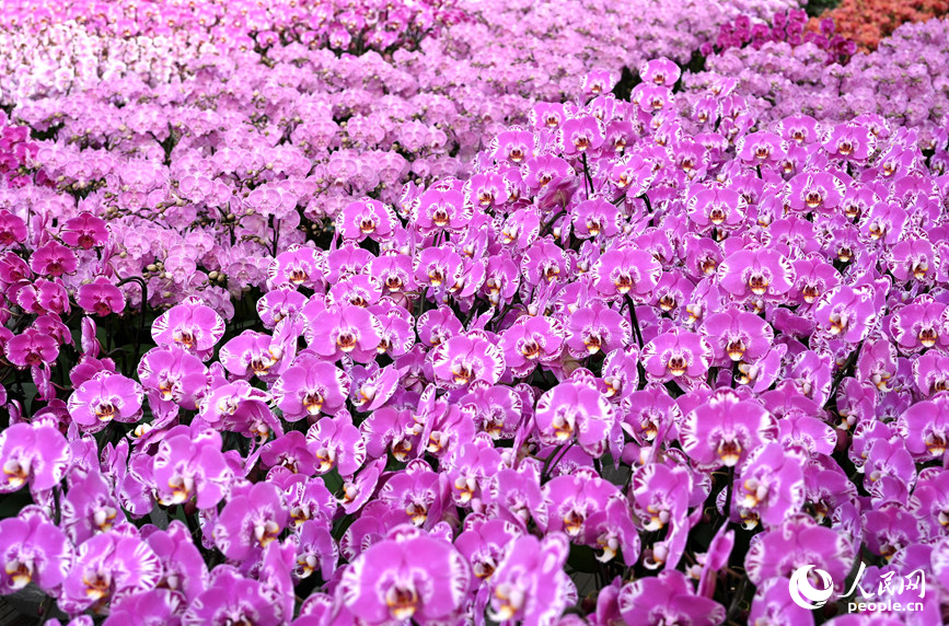 蝴蝶兰盛开。人民网记者 王玉兴摄