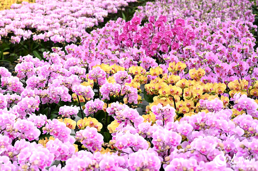 争奇斗艳。人人民网记者 王玉兴摄