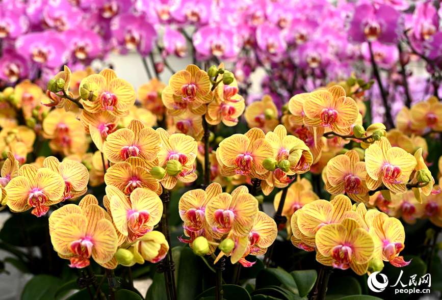 蝴蝶兰盛开。人民网记者 王玉兴摄