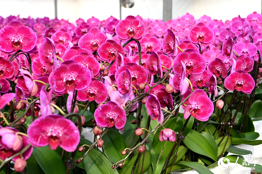 蝴蝶兰盛开。人民网记者 王玉兴摄