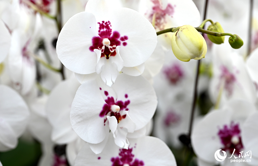 蝴蝶兰盛开。人民网记者 王玉兴摄