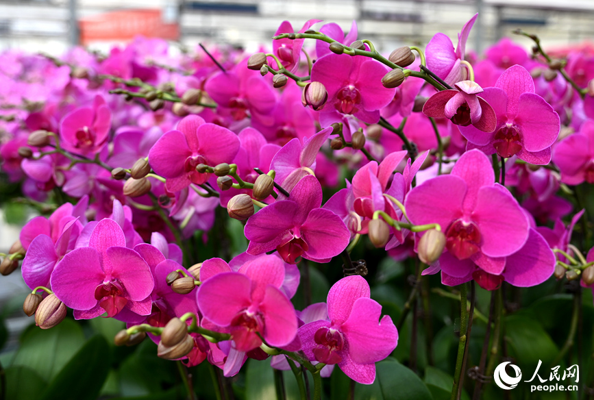 迎春怒放。人民网记者 王玉兴摄