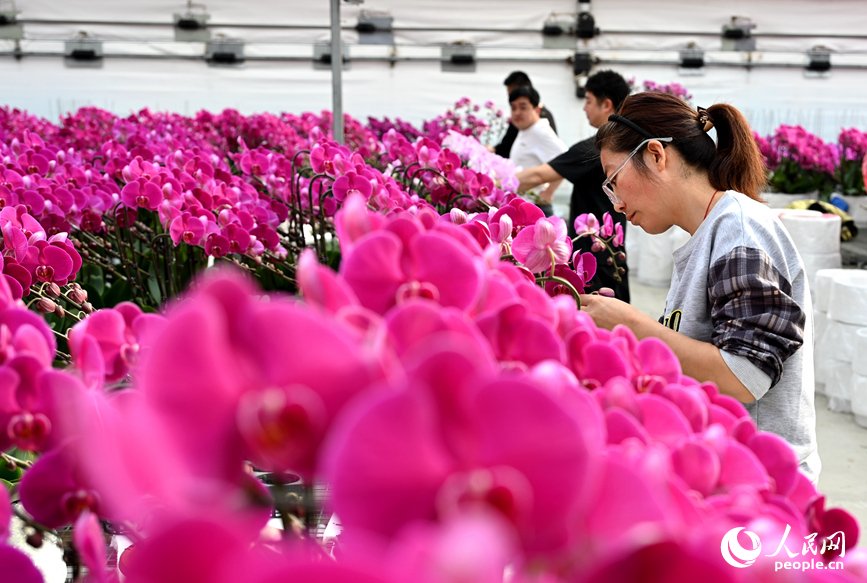 组盆定型。人民网记者 王玉兴摄