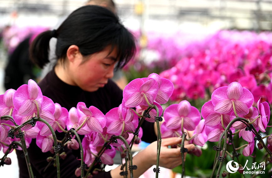 组盆定型。人民网记者 王玉兴摄