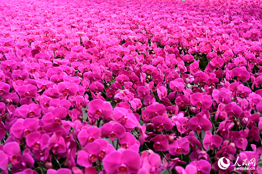 蝴蝶兰盛开。人民网记者 王玉兴摄