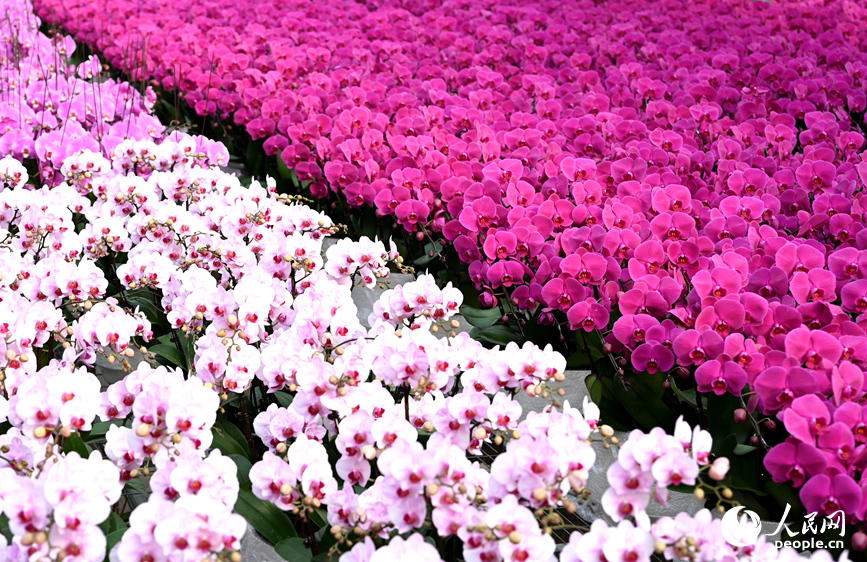 蝴蝶兰盛开。人民网记者 王玉兴摄