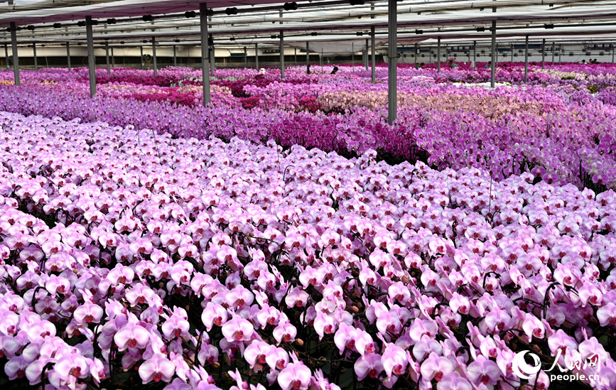 蝴蝶兰盛开。人民网记者 王玉兴摄