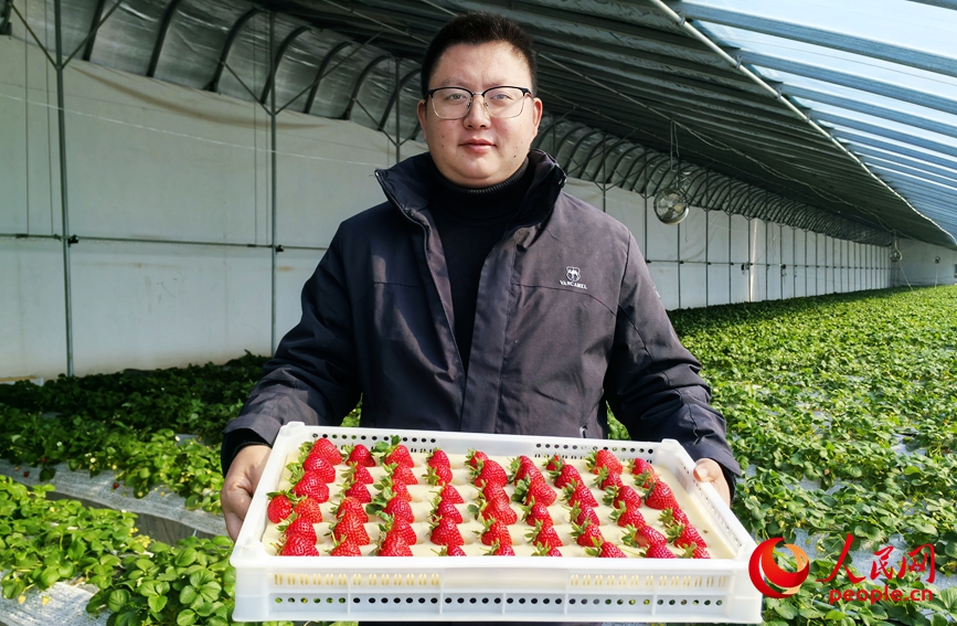 草莓丰收。人民网记者 宋芳鑫摄