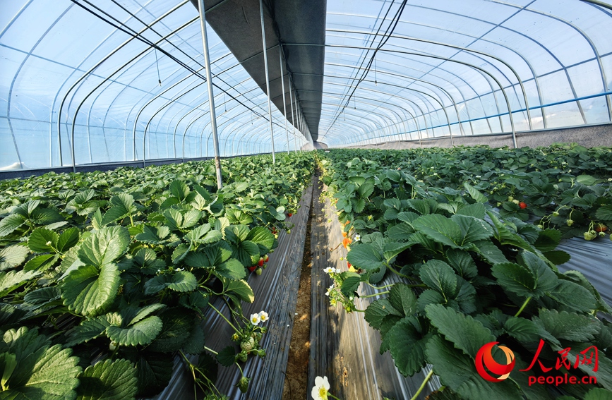 草莓棚。人民网记者 宋芳鑫摄