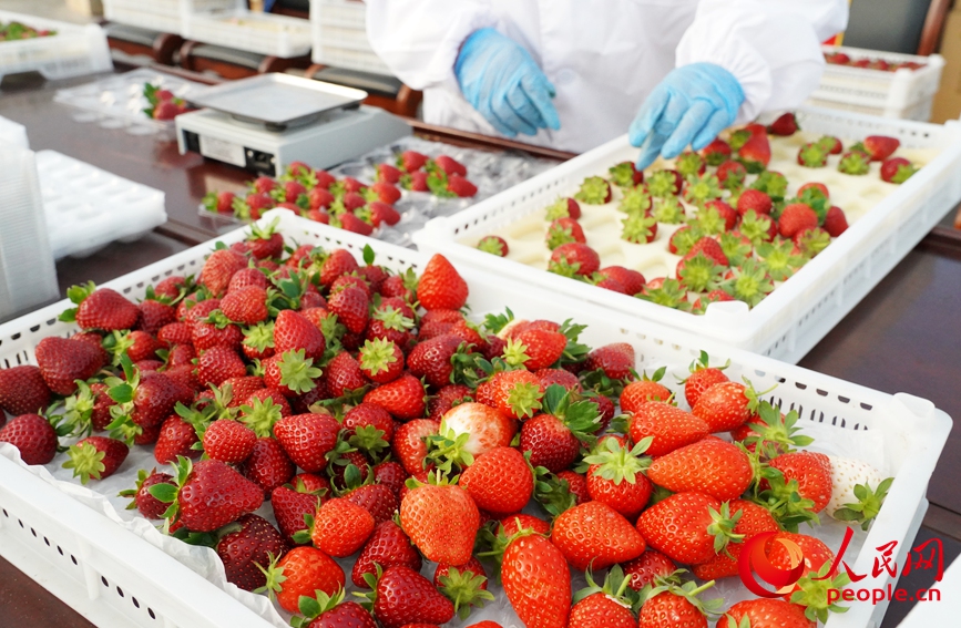 草莓已经整装待发，即将送到消费者手中。人民网记者 尚明桢摄