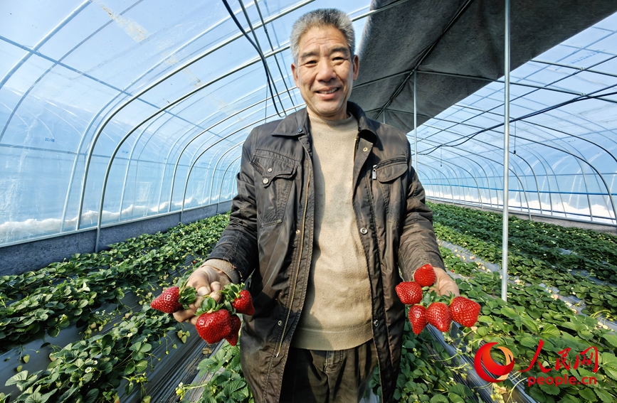 农户展示草莓。人民网记者 宋芳鑫摄