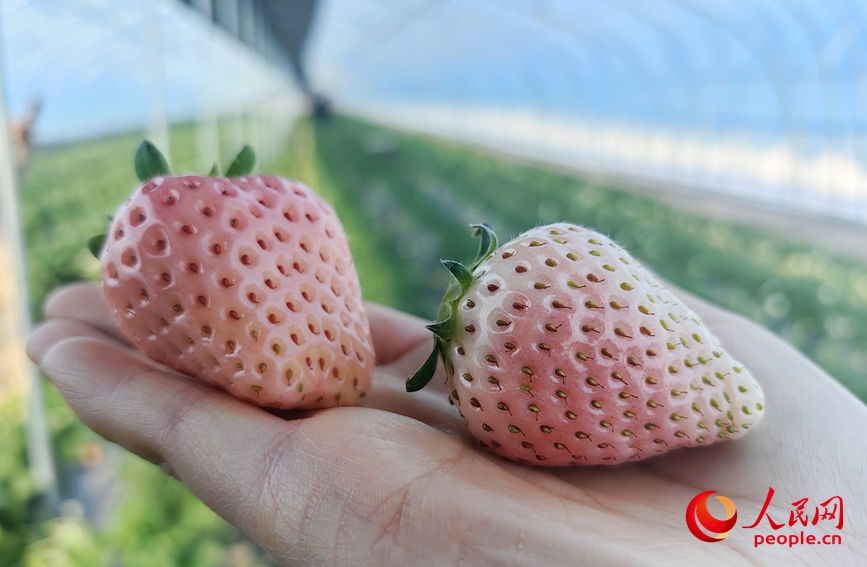 新品种草莓。人民网记者 宋芳鑫摄