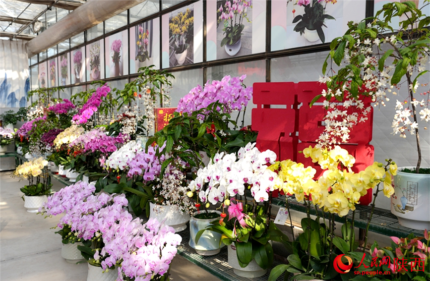 裕兴农业的鲜花展区。人民网记者 李志强摄
