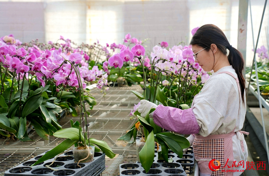 春节将近，年宵花迎来产销旺季，工人正在温室中忙碌着。人民网记者 李志强摄