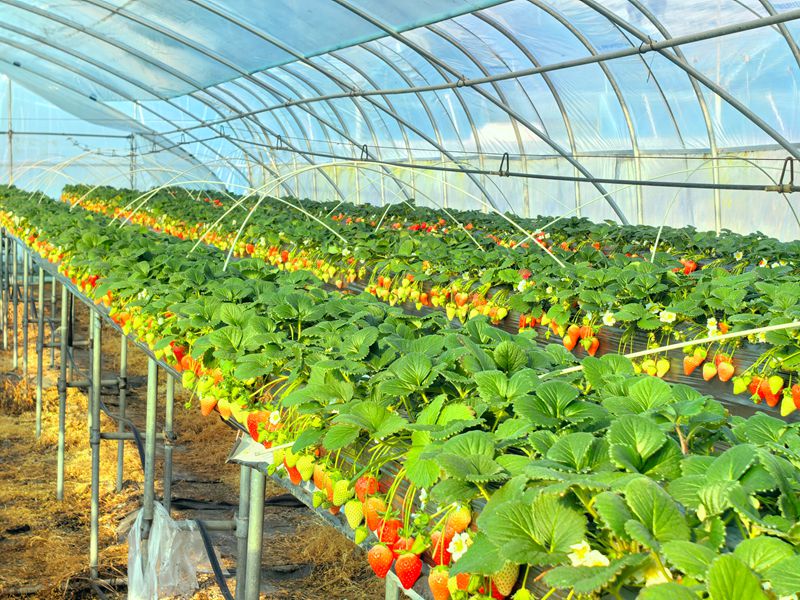 图为草莓种植大棚。（资料图）
