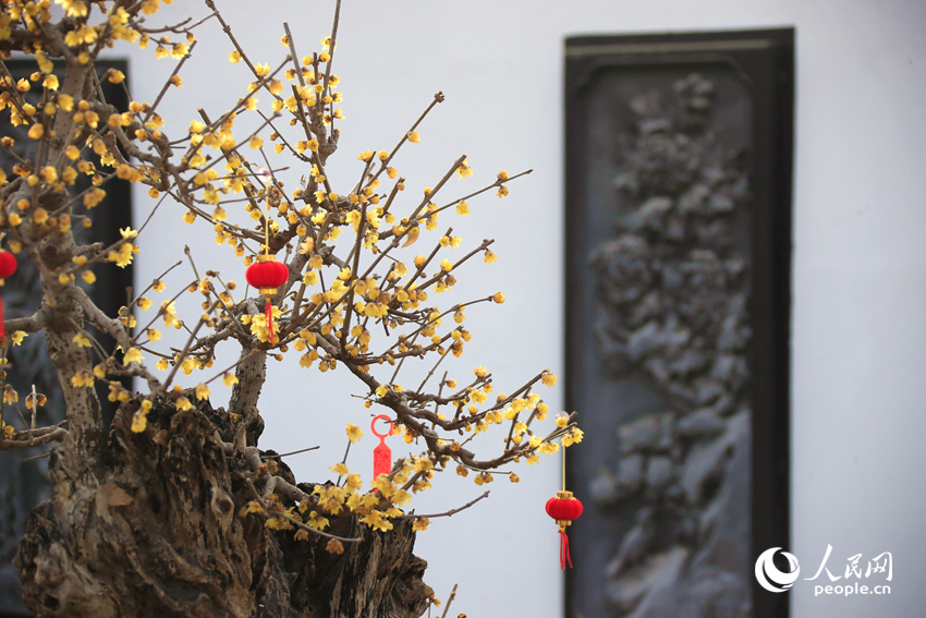 蜡梅绽放。人民网记者 慎志远摄