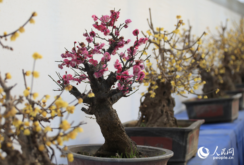 蜡梅绽放。人民网记者 慎志远摄