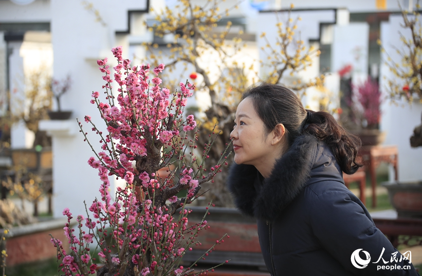一名游客观赏梅花。人民网记者 慎志远摄