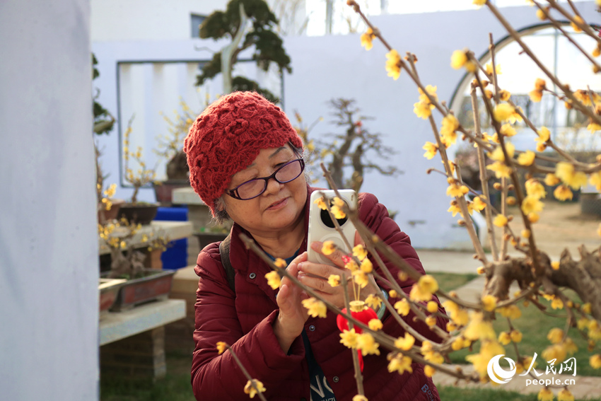 一名游客在拍摄蜡梅。人民网记者 慎志远摄