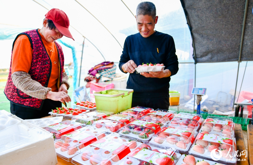 权国强和工人一起分拣、打包，丰收的喜悦溢于言表。人民网记者 尚明桢摄