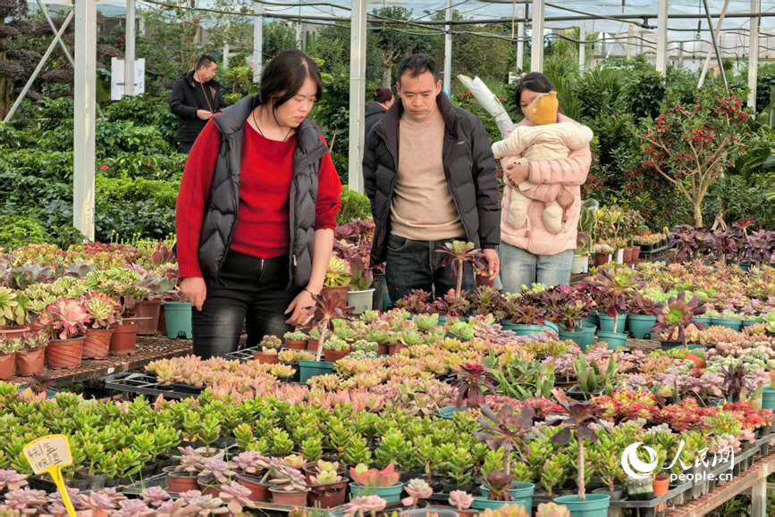 精心挑选多肉“萌宠”。人民网 程明辉摄