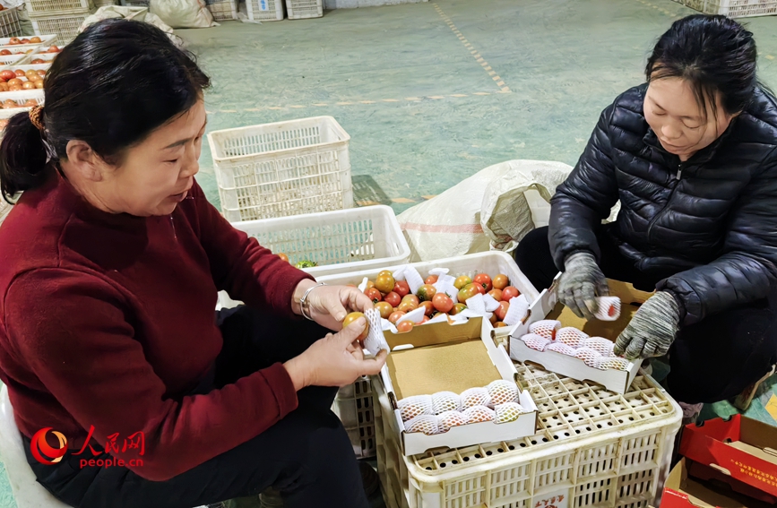 车间工人边分装西红柿边与记者聊天。人民网记者辛静摄