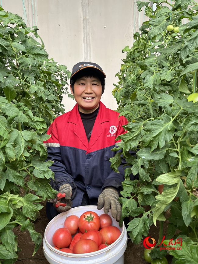 工人在大棚里采摘西红柿。人民网记者辛静摄