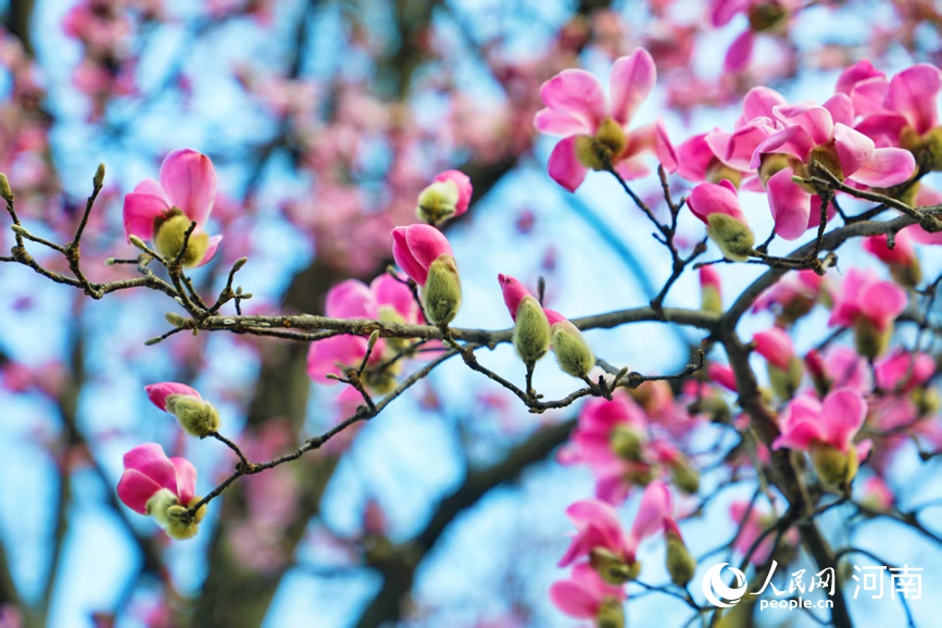 粉艳辛夷缀满枝头。人民网 程明辉摄