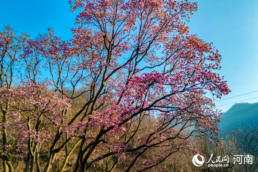 漫山缀景春意浓。人民网 程明辉摄