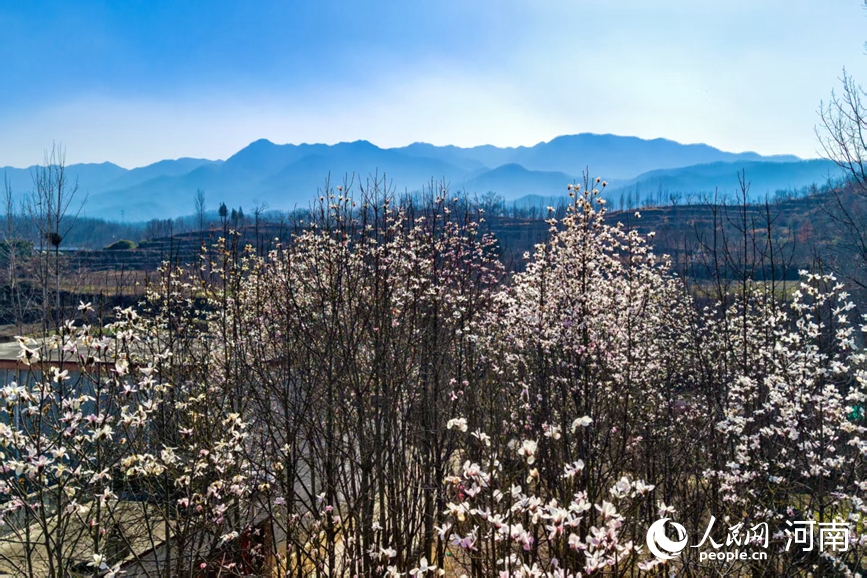 山乡春日，辛夷花漫坡绽放。人民网 程明辉摄