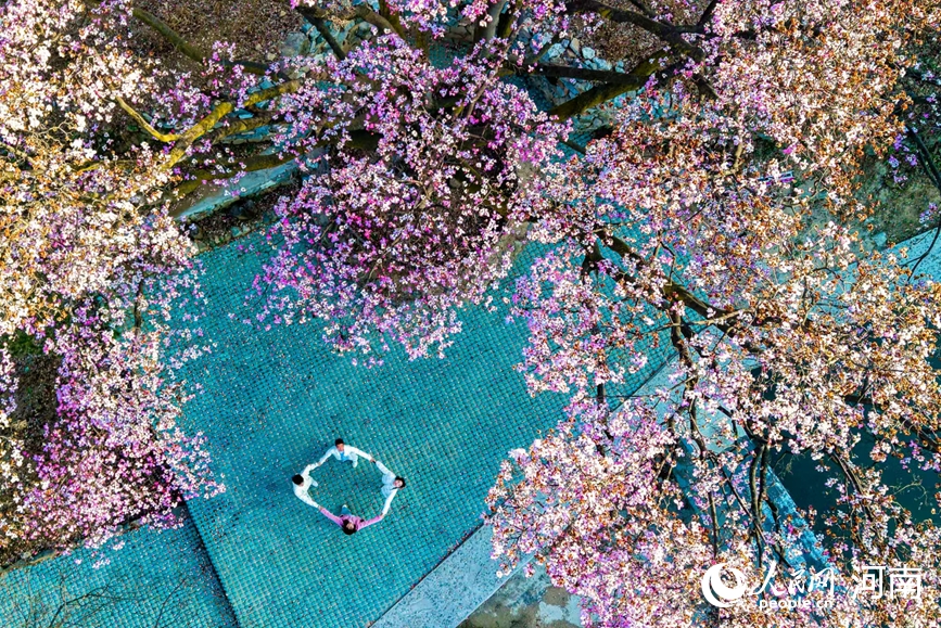 辛夷花开醉游人。人民网 程明辉摄