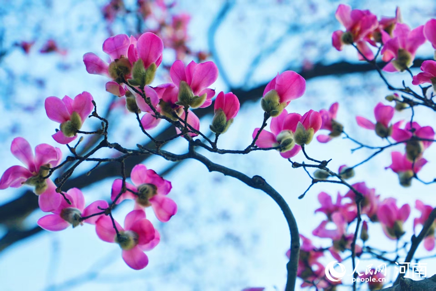 辛夷花盛放。人民网 程明辉摄